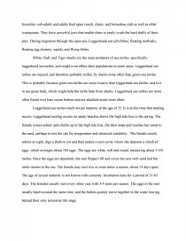 sea turtle essay