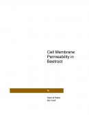 Cell Membrane Permeability in Beetroot